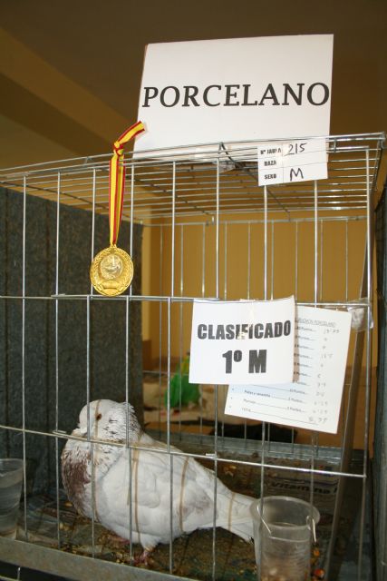 El XXVIII Concurso de Palomos bate record de participación con más de 300 ejemplares - 4, Foto 4