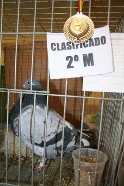 El XXVIII Concurso de Palomos bate record de participación con más de 300 ejemplares - 5, Foto 5