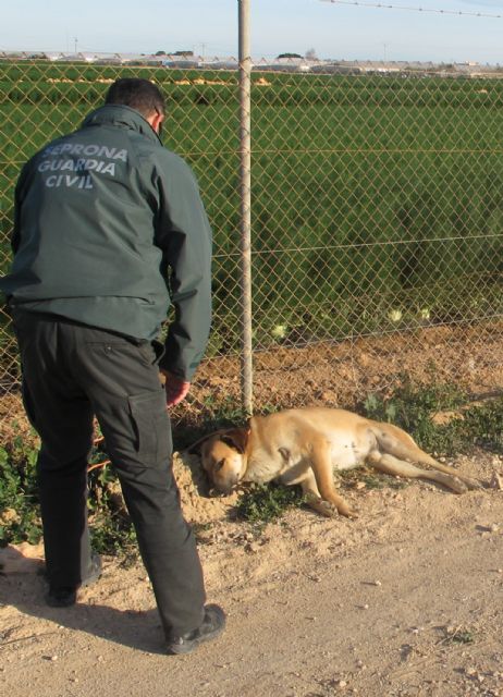 La Guardia Civil imputa a dos personas por quitarle la vida a dos perros en San Javier y Blanca - 1, Foto 1