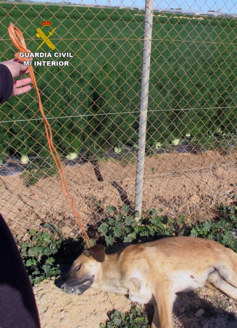 La Guardia Civil imputa a dos personas por quitarle la vida a dos perros en San Javier y Blanca - 2, Foto 2