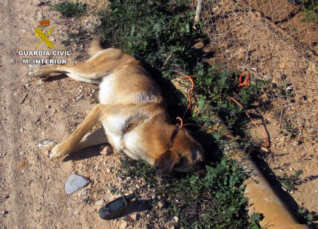 La Guardia Civil imputa a dos personas por quitarle la vida a dos perros en San Javier y Blanca - 4, Foto 4