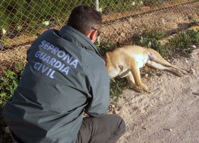 La Guardia Civil imputa a dos personas por quitarle la vida a dos perros en San Javier y Blanca - 5, Foto 5