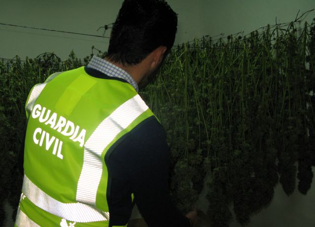 La Guardia Civil desmantela un invernadero intensivo de marihuana en Torre Pacheco - 1, Foto 1