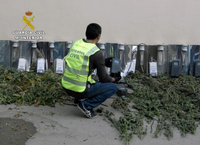 La Guardia Civil desmantela un invernadero intensivo de marihuana en Torre Pacheco - 3, Foto 3