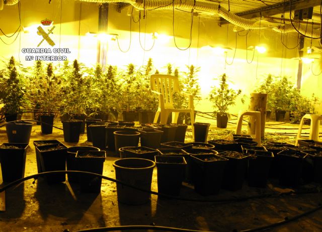 La Guardia Civil desmantela un invernadero intensivo de marihuana en Torre Pacheco - 4, Foto 4