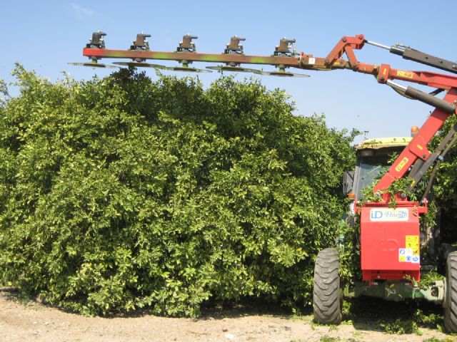 Una revista internacional publica un sistema de poda de mandarinas desarrollado por investigadores de Agrónomos - 2, Foto 2