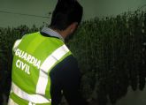 La Guardia Civil desmantela un invernadero intensivo de marihuana en Torre Pacheco
