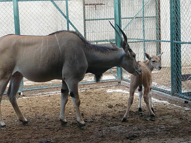 Los expertos de Terra Natura Murcia reintroducen a una hembra y su cría en el grupo de elands - 1, Foto 1