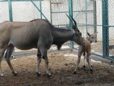 Los expertos de Terra Natura Murcia reintroducen a una hembra y su cría en el grupo de elands
