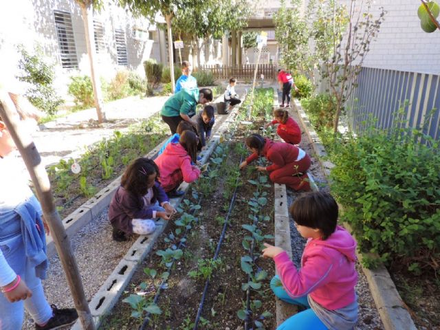 El colegio Infanta Cristina de Puente Tocinos gana el primer premio al huerto escolar ecológico de la región - 2, Foto 2