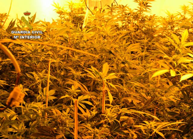 La Guardia Civil desmantela dos plantaciones de marihuana en Murcia - 2, Foto 2