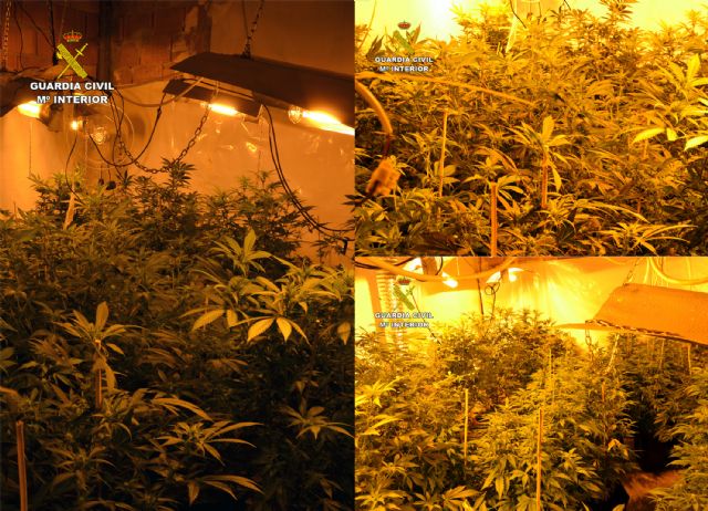 La Guardia Civil desmantela dos plantaciones de marihuana en Murcia - 4, Foto 4