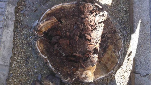 El concejal de Servicios y Jardines explica las últimas actuaciones realizadas en el arbolado de la Avenida de Murcia - 2, Foto 2