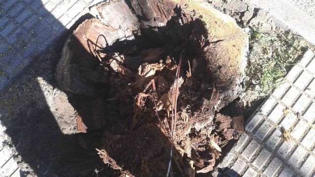 El concejal de Servicios y Jardines explica las últimas actuaciones realizadas en el arbolado de la Avenida de Murcia - 3, Foto 3