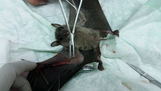 Terra Natura Murcia implanta unos clavos en el ala de un murciélago - 1, Foto 1