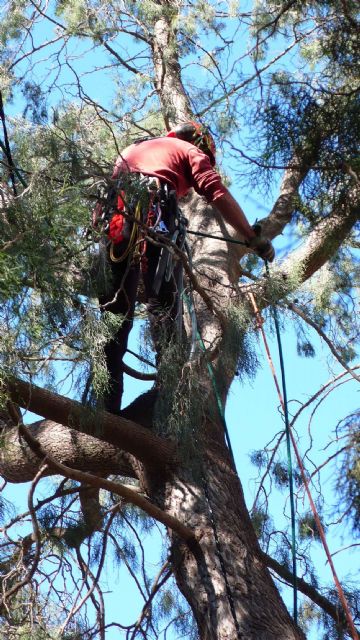 Cartagena mima a su ciprés más longevo - 2, Foto 2