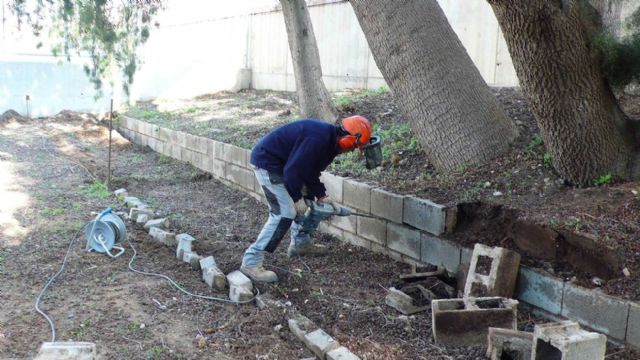 Cartagena mima a su ciprés más longevo - 5, Foto 5