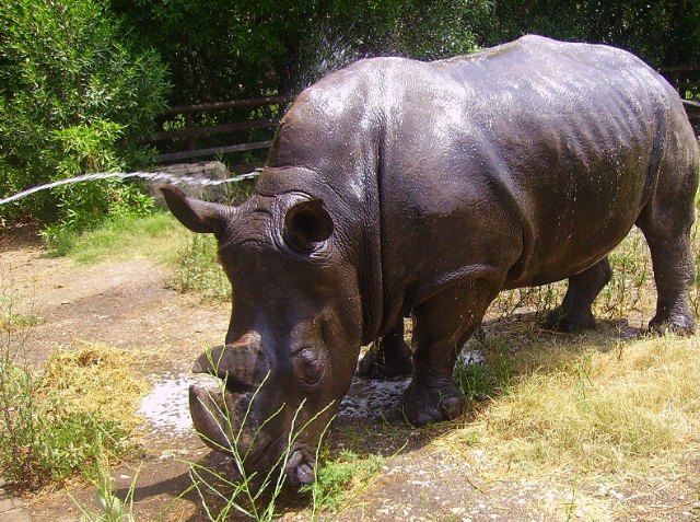 Expertos del parque Terra Natura Murcia tratan de un brote alérgico al rinoceronte blanco - 1, Foto 1