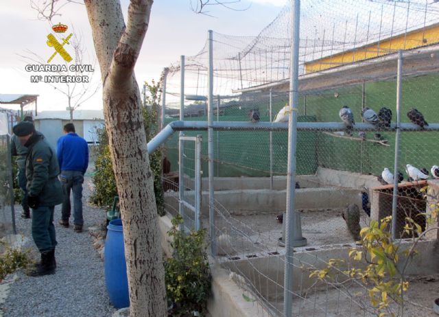La Guardia Civil decomisa 25 ejemplares de animales exóticos puestos a la venta en Bullas - 2, Foto 2