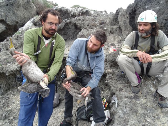 Aumenta la población de cormorán moñudo, una especie amenazada, en Isla Grosa - 1, Foto 1