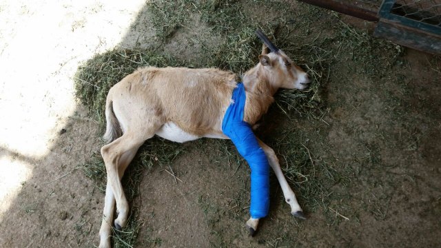 Terra Natura Murcia salva a una cría de oryx dama con una pata fracturada - 1, Foto 1