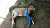 Terra Natura Murcia salva a una cría de oryx dama con una pata fracturada