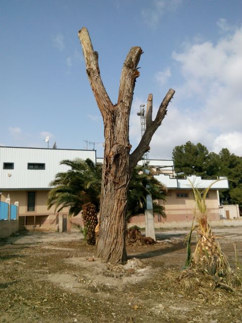 ANSE denuncia la poda desproporcionada de 2 de los 5 árboles protegidos por el Plan General de Alcantarilla - 1, Foto 1