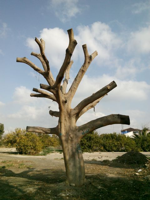 ANSE denuncia la poda desproporcionada de 2 de los 5 árboles protegidos por el Plan General de Alcantarilla - 2, Foto 2