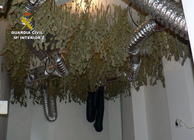 La Guardia Civil desmantela una sofisticada plantación de marihuana instalada en un edificio embargado en Murcia - 5, Foto 5