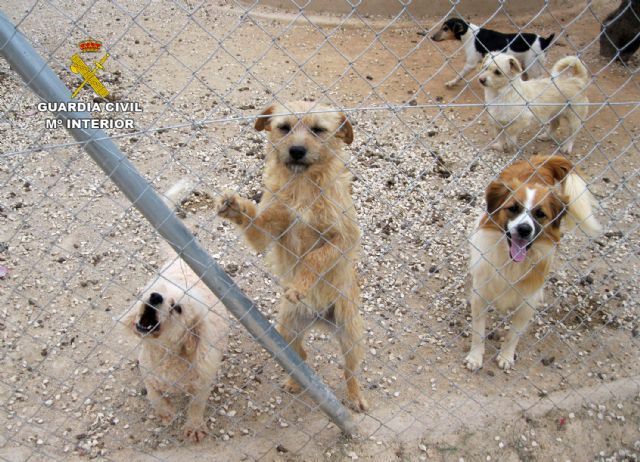 La Guardia Civil desmantela dos perreras ilegales en Mula y Fuente Álamo - 1, Foto 1