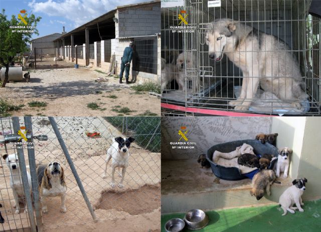 La Guardia Civil desmantela dos perreras ilegales en Mula y Fuente Álamo - 2, Foto 2