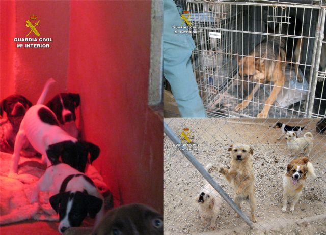 La Guardia Civil desmantela dos perreras ilegales en Mula y Fuente Álamo - 3, Foto 3