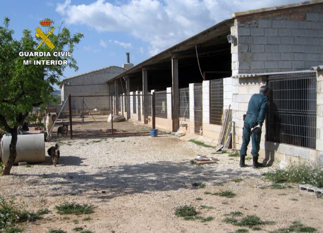 La Guardia Civil desmantela dos perreras ilegales en Mula y Fuente Álamo - 4, Foto 4
