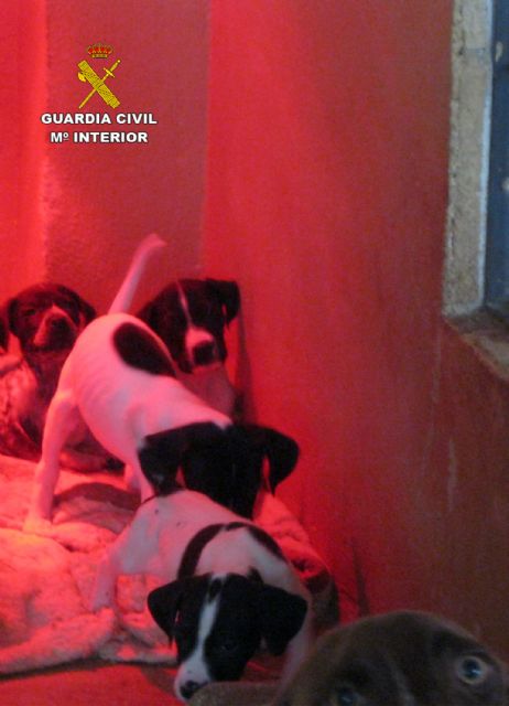 La Guardia Civil desmantela dos perreras ilegales en Mula y Fuente Álamo - 5, Foto 5