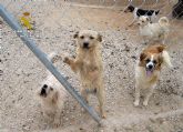 La Guardia Civil desmantela dos perreras ilegales en Mula y Fuente Álamo