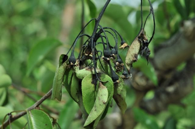 Agricultura solicita al Ministerio que declare la enfermedad del Fuego Bacteriano en toda España - 1, Foto 1