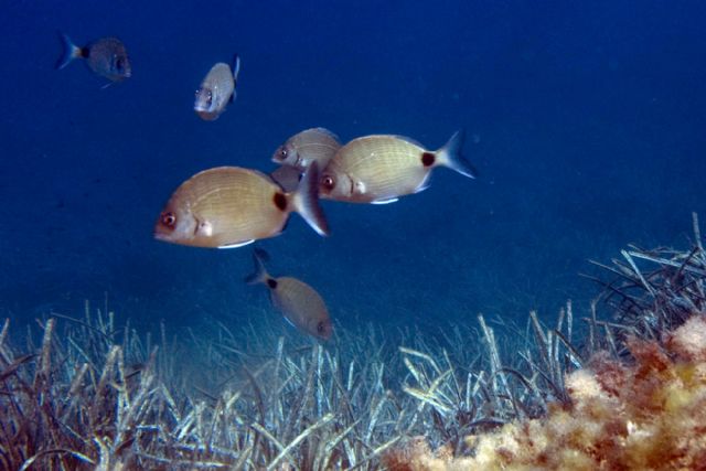 Ayuntamiento y Columbares divulgarán el valor ecológico de la reserva Cabo de Palos e Islas Hormigas - 2, Foto 2