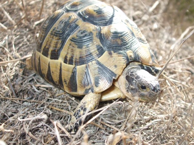 Voluntarios de toda España participan en el Proyecto Testudo de seguimiento de la tortuga mora en Puerto Lumbreras - 1, Foto 1