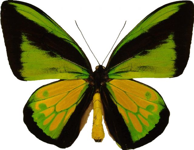 La mariposa más grande de Europa y un pebetero ibérico con forma de hombre son las piezas destacadas del trimestre en los Museos - 2, Foto 2