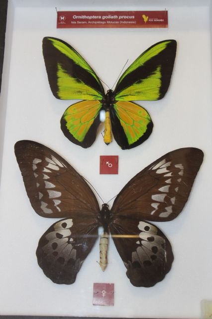 La mariposa más grande de Europa y un pebetero ibérico con forma de hombre son las piezas destacadas del trimestre en los Museos - 3, Foto 3