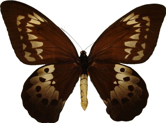 La mariposa más grande de Europa y un pebetero ibérico con forma de hombre son las piezas destacadas del trimestre en los Museos - 4, Foto 4