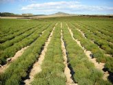 Agricultura selecciona variedades de plantas arom�ticas y medicinales para revalorizar con su cultivo las tierras de secano