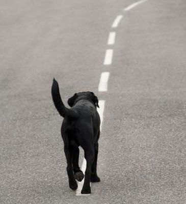 Ciudadanos denuncia la pésima gestión que está realizando el Ayuntamiento de Lorca en la recogida de animales muertos y vagabundos - 1, Foto 1