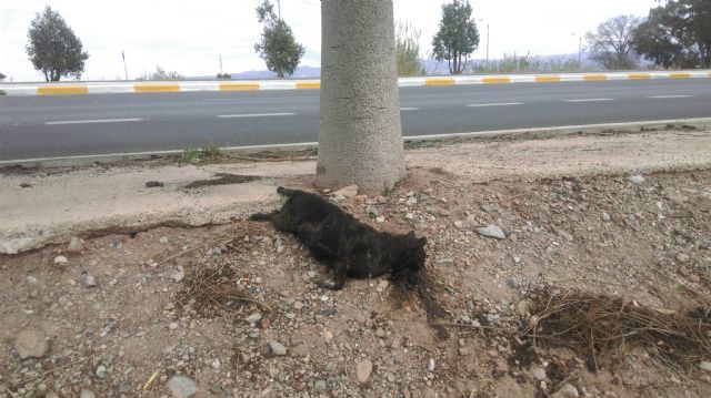 Ciudadanos denuncia la pésima gestión que está realizando el Ayuntamiento de Lorca en la recogida de animales muertos y vagabundos - 2, Foto 2