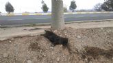 Ciudadanos denuncia la psima gestin que est realizando el Ayuntamiento de Lorca en la recogida de animales muertos y vagabundos