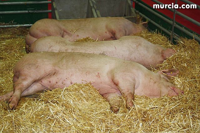 Ponen en marcha la semana que viene un curso gratuito sobre Bienestar Animal Porcino, Foto 1