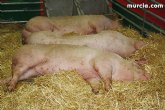 Ponen en marcha la semana que viene un curso gratuito sobre Bienestar Animal Porcino