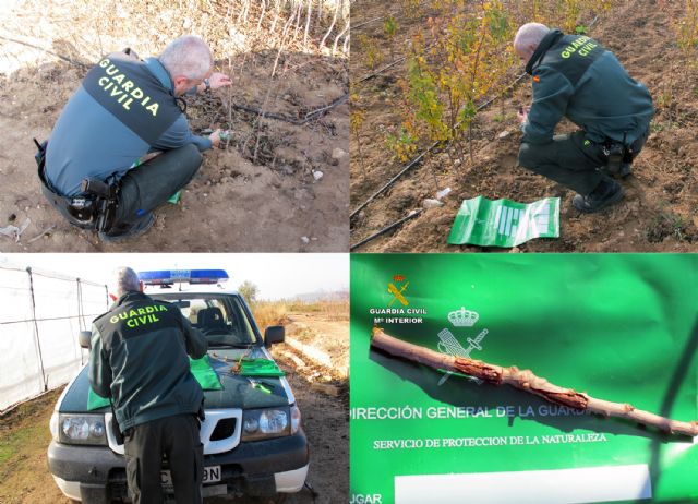 La Guardia Civil destapa una trama dedicada a multiplicar variedades de vegetales protegidas - 1, Foto 1