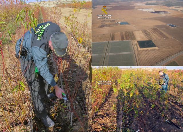 La Guardia Civil destapa una trama dedicada a multiplicar variedades de vegetales protegidas - 2, Foto 2