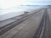 Las playas de La Manga ya estn limpias de medusas